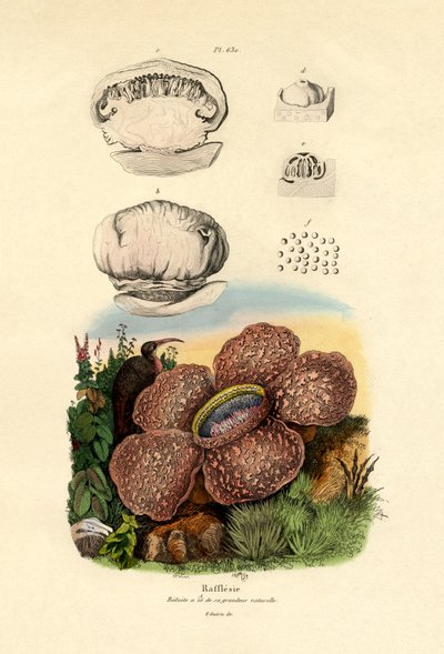 Rafflesia door French School